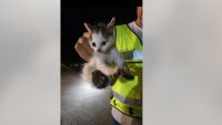 Спасиха коте, паднало в дълбока кабелна шахта с високо напрежение (ВИДЕО)