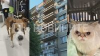 Спасиха куче и котка, прекарали над 4 дни заключени на тераса в „Люлин“ (СНИМКИ)