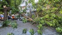 Дърво падна върху кола в центъра на Пловдив (СНИМКИ)