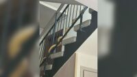 Паника в жилищен блок в Пловдив заради голяма змия (ВИДЕО)
