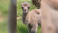 Истинска рядкост: Роди се бяло двугърбо камилче в зоопарка в Бургас (СНИМКИ)
