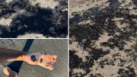 „Децата излизат като далматинци“: Нови сигнали за замърсяване с мазут по Черноморието ни (ВИДЕО и СНИМКИ)