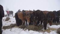 Потресаваща гледка: Десетки коне са обречени на смърт в Осоговската планина 