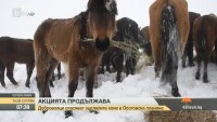 Доброволци спасяват оцелелите коне от Осоговска планина