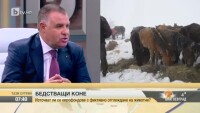 Мирослав Найденов: Състоянието на конете от Осоговската планина е трябвало да се проверява периодично