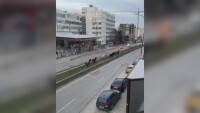 Коне в града: Кой допусна животните на оживен столичен булевард?