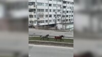 Коне галопират в столичен квартал (ВИДЕО)