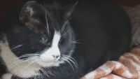 Котка се превърна в туристическа атракция (ВИДЕО)