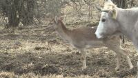„Яде си, пасе си, ходи си с тях“: Необичайно приятелство между кошута и стадо крави