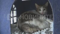 Защитаван от над 8000 почитатели: Директор на библиотека иска да изгони котарака Гого