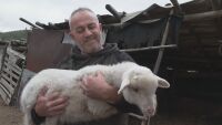 „Щастливи сме, че са живи“: Стопанинът за спасените овце и агънце