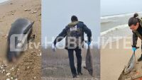 9 делфина и над 300 буревестници са открити мъртви на Северното Черноморие, предстои аутопсия