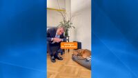 Първата по рода си операция: Специален полет евакуира гърци и техните домашни любимци от Близкия изток
