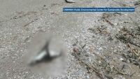 Мистерията на Северното Черноморие: Каква е причината за смъртта на буревестници и делфини?