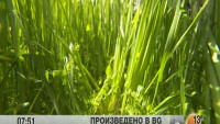 Как българската самардала стана любима подправка на кралското семейство в Испания?