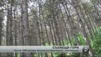 Проблем с гората във Врачанско