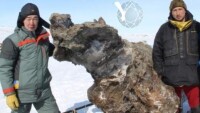 Учени откриха кръв в останки от мамут – надеждите за клониране нарастват