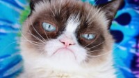 Легендарната котка Гръмпи почина