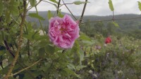 „Чети етикета“: Ще изчезне ли розопроизводството в България?