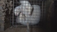 Ферма за норки пред закриване: Какво ще се случи с животните?