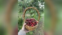 Покана за бране на череши – ядене на корем и по 1 лв. за килограм