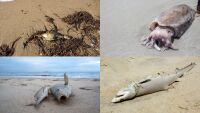 „Плажовете са осеяни с трупове“: Токсични водорасли убиват морски живот край австралийското крайбрежие