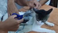 Котка „дилър“ беше заловена да пренася наркотици в затвор в Коста Рика (ВИДЕО)