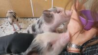 Терапия с прасенца в Киев на фона на войната с Русия (СНИМКИ)
