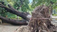 Силна буря в Пазарджик: Огромно дърво падна в училищен двор (СНИМКИ)