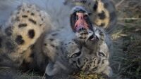 На 1 юни Зоологическата градина в София ще бъде с безплатен вход за деца