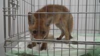 Обезводнено и с анемия: Ветеринарна лекарка спаси лисиче във Велико Търново