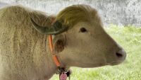 Развръзка в последния момент: Правителството на Бангладеш спаси бивола Доналд Тръмп от кланицата. Прати го в националния зоопарк