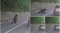 Мечка разкъса ръката на шеф на БФС (ВИДЕО)