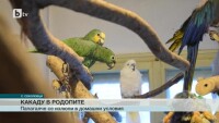 Папагал какаду се излюпи в домашни условия в родопско село