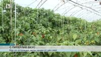 Във Варна се намира първата ферма за люти чушки