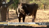 Кравата Пенка оцеля, главоболията на стопанина й продължават