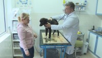 Жестокост над животно: Задържаха мъжа, измъчвал куче