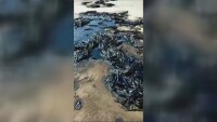 Затвориха четири плажа в Мексико заради петролен разлив