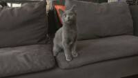 Коте с четири уши се превърна в интернет сензация