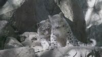Бебета леопарди: Зоопаркът в Ню Йорк ги представи официално