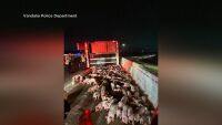 На свобода: Камион „разсипа“ близо 2000 живи прасенца на магистрала (ВИДЕО)