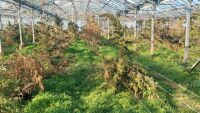 Оранжерия с над 1000 растения канабис бе открита в Каварненско