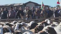 Жива верига от фермери не допусна инспектори да умъртвят животните във Велинград
