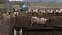 Втори етап от борбата със заразата по дребни преживни животни у нас 