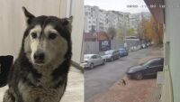 Прегазеното куче Мая: Д-р Цоневски е на свобода срещу 5000 лв.