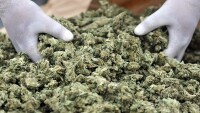 Съдът остави в ареста 56-годишен мъж, отглеждал марихуана край Каварна