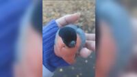 Птици, но алкохолици: Червенушки се напиха с ферментирали плодове (ВИДЕО)