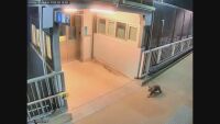 Коала, търсеща приключения, вдигна на крак охранителната полиция на гара (ВИДЕО)
