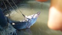 Бракониери убиха моруна от изчезващ вид край Свищов