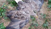 Изтощен и безпомощен: Спасиха морски орел с ранено крило в Ловешко (СНИМКИ)